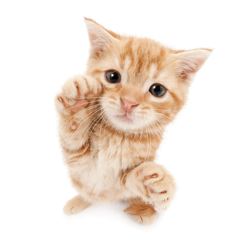 THE CAT