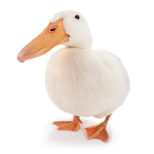 THE DUCK