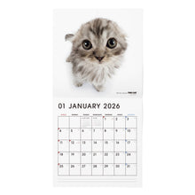 将图像阅读到画廊视图中， THE CAT 2026年カレンダー 大判サイズ （スコティッシュ・フォールド）
