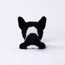 将图像阅读到画廊视图中， 狗毛绒迷你（法国斗牛犬）法国burdog
